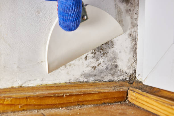 Best Basement Mold Removal  in Newburgh Heights, OH