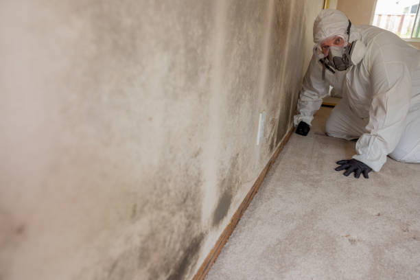 Best Mold Documentation for Insurance Claims  in Newburgh Heights, OH